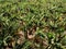 A typical commercial banana plantation with healthy young trees seen from above, Tenerife, Canary Islands