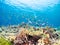 Typical coral reef in Komodo National Park