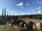 Typical country road in Tuscany lined with cypress trees and free horses