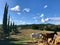 Typical country road in Tuscany lined with cypress trees and free horses