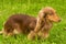 Typical Dachshund Close-up