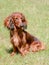 Typical Dachshund Long-haired dog