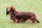 Typical Dachshund Long-haired Standard Red in the garden