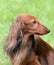 Typical Dachshund Long-haired Standard Red in the garden