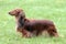 Typical Dachshund Long-haired Standard Red in the garden