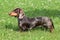 Typical Dachshund Smooth-haired (colour Tiger-brindle) in the