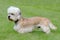 Typical Dandie Dinmont Terrier on a green grass lawn