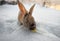 Typical dark brown rabbit from Iceland eating a grape with the ground completely covered in snow and the first light of dawn with