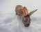 Typical dark brown rabbit from Iceland eating a grape with the ground completely covered in snow and the first light of dawn with