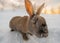 Typical dark brown rabbit from Iceland with the ground completely snow covered and the first light of dawn with its head and eye