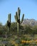 The typical desert environment in Arizona shows the saguaro trees, distant rocky hills and splashes of color from wild flowers.