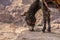 Typical Donkey Panoramic View of Petra, Unesco Archeological Site, Jordan