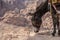 Typical Donkey and Panoramic View of Petra, Unesco Archeological Site, Jordan,