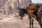 Typical Donkey and Panoramic View of Petra, Unesco Archeological Site, Jordan,