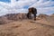 Typical Donkey and Panoramic View of Petra, Unesco Archeological Site, Jordan,