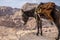 Typical Donkey and Panoramic View of Petra, Unesco Archeological Site, Jordan,