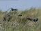 Typical dutch bicycle in the dunes of Katwijk hidden behind seaweed