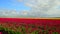 Typical Dutch colourful tulip field