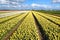 Typical Dutch field with flowering tulips