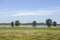 Typical Dutch Holsteins Friesian cows in green grassland with a river in Holland