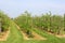 Typical Dutch landscape with agricultural fruits industries,Betuwe,Netherlands