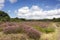 Typical Dutch landscape with heather erica, trees, walkway and clouds