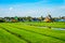 Typical Dutch Landscape with open Fields, Canals and Dutch Windmills