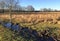 Typical dutch meadow landscape with stream and tree edge during late fall