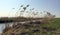 Typical dutch panorama landscape with cows and grass, beautiful blue sky and white clouds