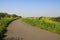 Typical dutch paved rural cycling track with green grass and yellow dandelions and rapeseed blossoms on both sides - Netherlands