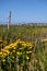 Typical dutch polder landscape with ditch, barbed wire fence, Marsh Marigold flowers and grassland. Background Dutch