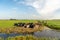 Typical Dutch polder landscape with ruminating cows in the grass