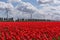 A typical Dutch sky over red tulips and wind turbines