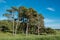 Typical dwarfed pine trees on Baltic sea island Faro