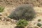 Typical Eilat Mountains Desert Vegetation