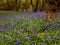 a typical English wood with May-time bluebells
