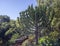 Typical euphorbia tree against the backdrop of celestial landscape in the bush of South Africa