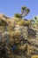 Typical exposed sedimentary sand stone cliff face on the Praia da Oura beach in Albuferia with Pine trees at the top.