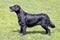 Typical Flat Coated Retriever in the garden