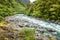 a typical forest with stream in New Zealand