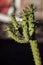 Typical garden in the home of the Atacama Desert.  Cactus plants