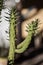 Typical garden in the home of the Atacama Desert.  Cactus plants