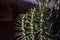 Typical garden in the home of the Atacama Desert.  Cactus plants