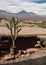 Typical garden in the home of the Atacama Desert.  Cactus plants