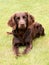 Typical German Spaniel on a green grass lawn