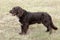 Typical German Spaniel on a green grass lawn