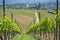 Typical German vineyard in the Rheingau wine region close to the river rhine