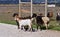 Typical goat farm in Portugal with a sheep and goats