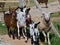 Typical goat farm in Portugal with a sheep and goats