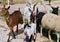 Typical goat farm in Portugal with a sheep and goats